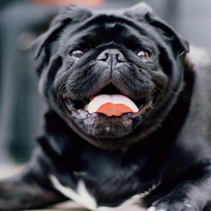 Portrait of Nova Ito, group coordinator and fusion cooking expert